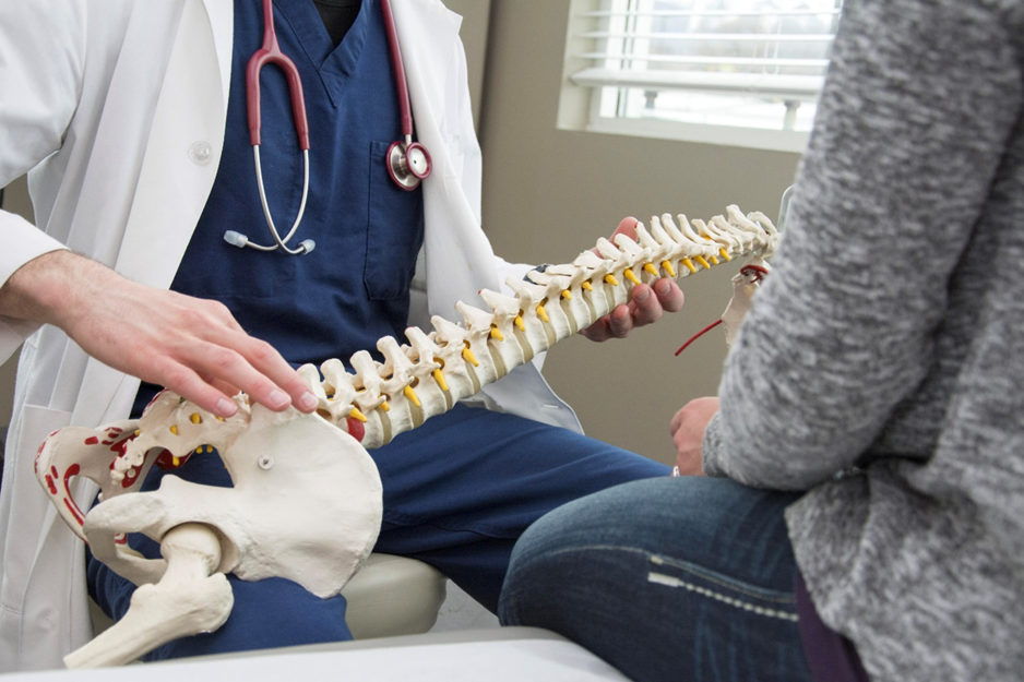 chiropractor holding spinal cord model